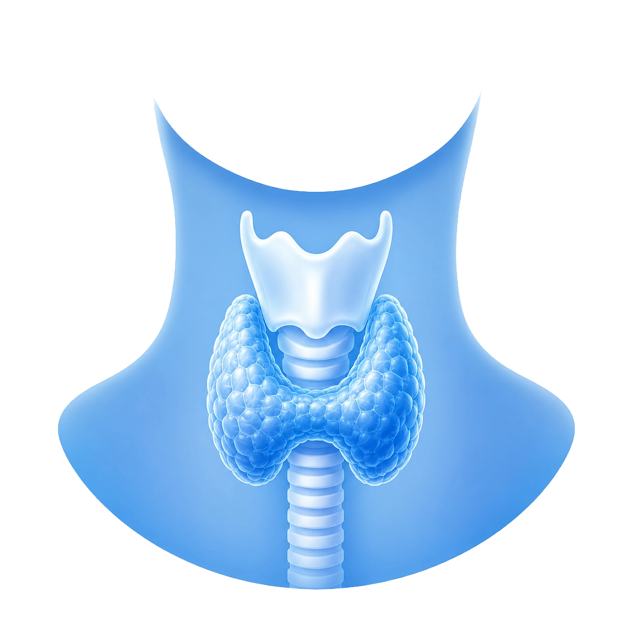 Thyroid Care Visual